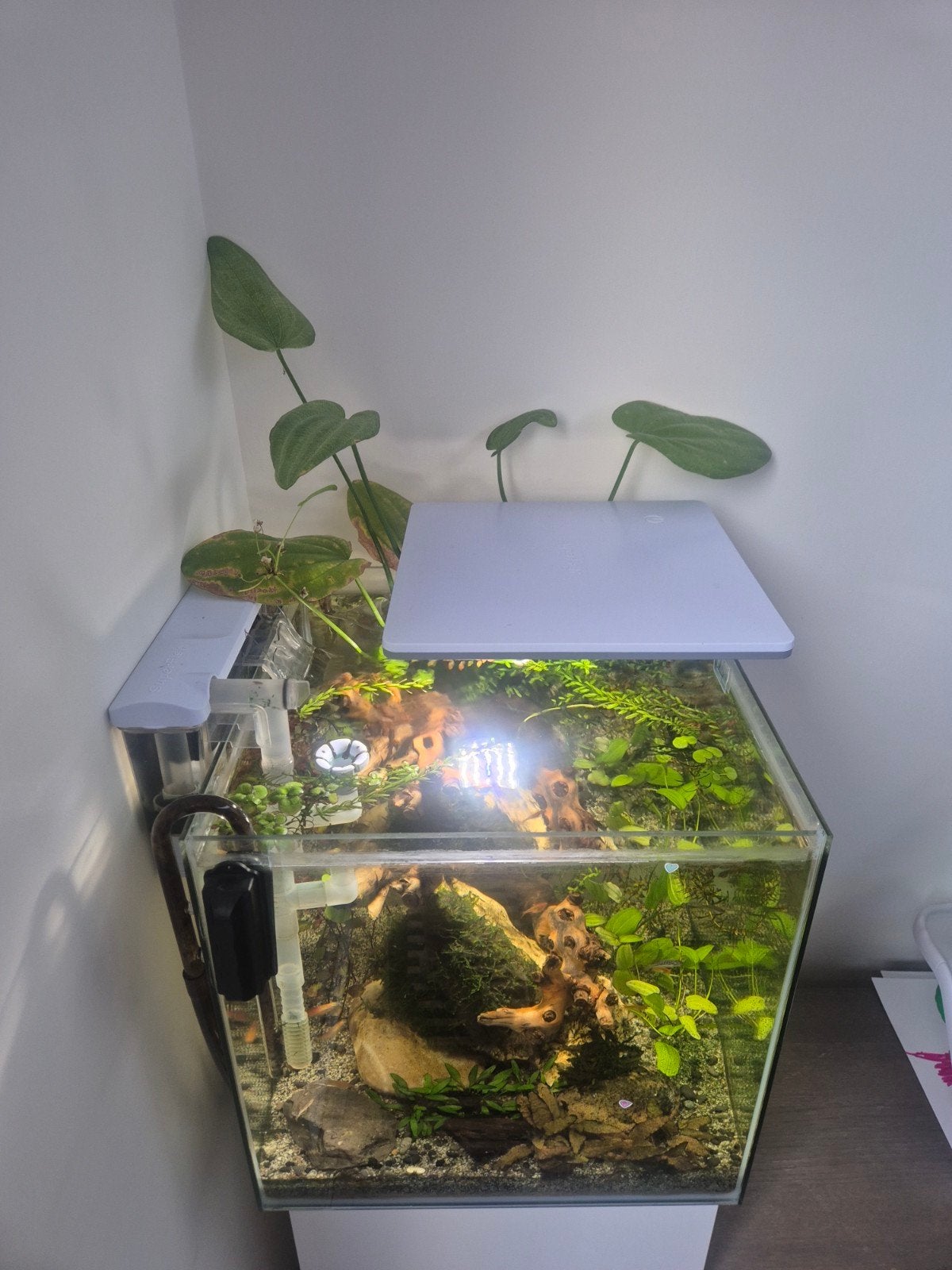 Superfish Qubiq 60 Pro +vissen(zonder meubel), Ophalen, Gebruikt, Pomp, Gevuld zoetwateraquarium