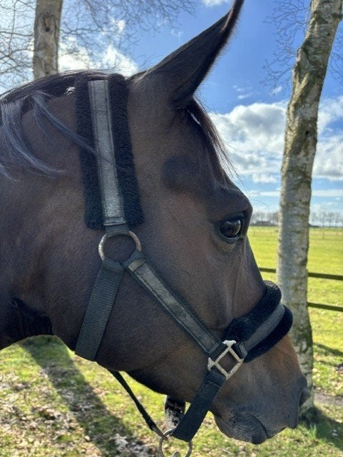 8-jarige merrie (Total US x Sandreo), Dieren en Toebehoren, Paarden, Merrie, Met stamboom, Dressuurpaard, L