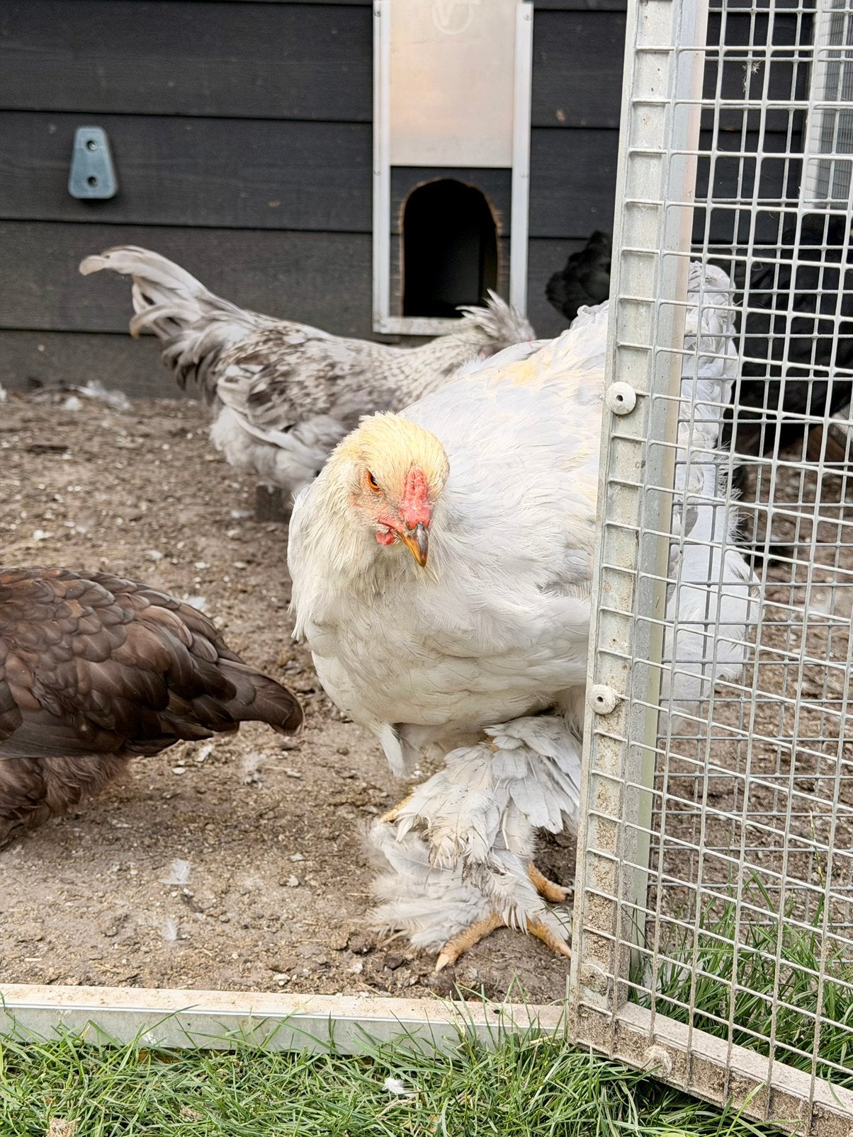 Brahma haan, Dieren en Toebehoren, Mannelijk, Kip