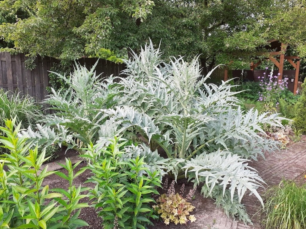 Kardoen, cynara cardunculus, Volle zon, Vaste plant, Zomer, Ophalen