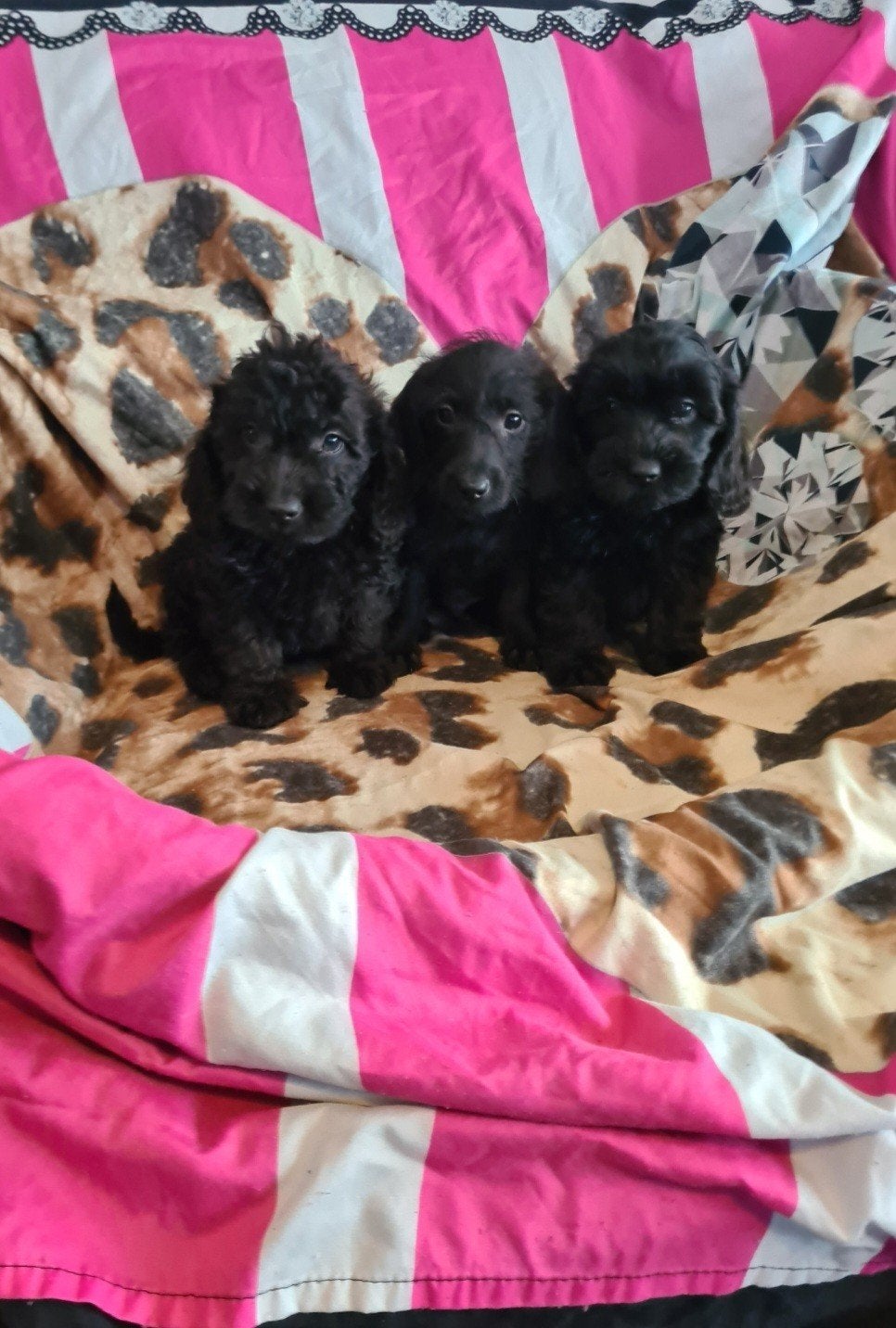 Dwergteckel x poedel puppies. Doxiepoo!, Parvo, 8 tot 15 weken, Meerdere, Nederland