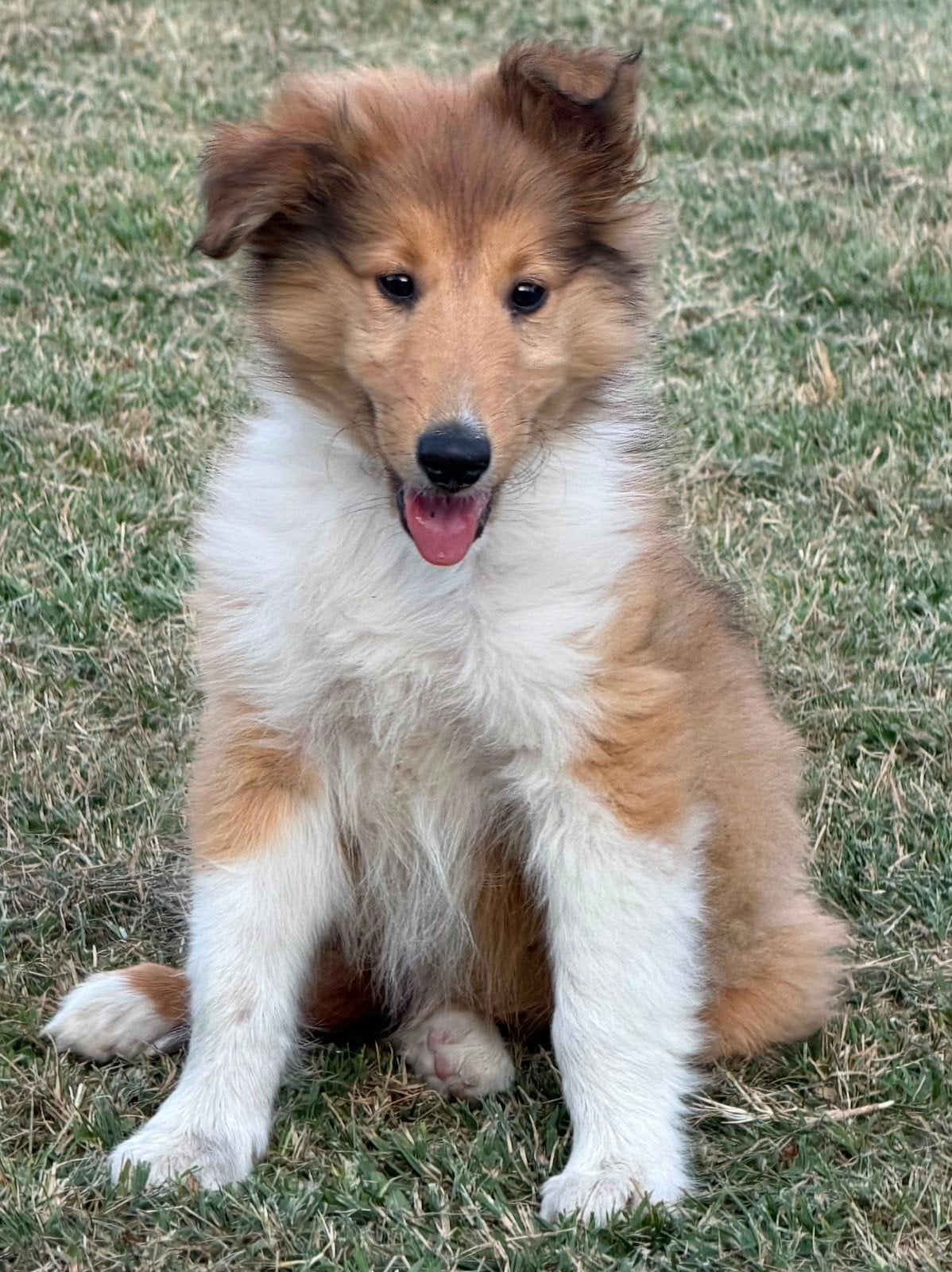 schotse herdershond - collie pup, 15 weken tot 1 jaar, Reu, Eén hond, Middel