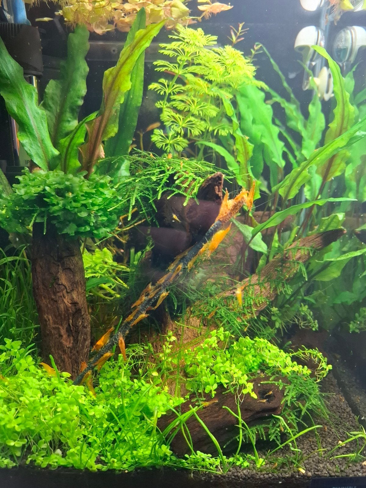 Oranje garnalen (neocaridina), Dieren en Toebehoren, Vissen | Aquariumvissen, Kreeft, Krab of Garnaal