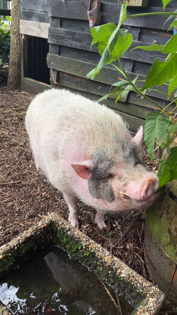 lieve  varken, Dieren en Toebehoren, Schapen, Geiten en Varkens, Mannelijk, Varken, 3 tot 5 jaar