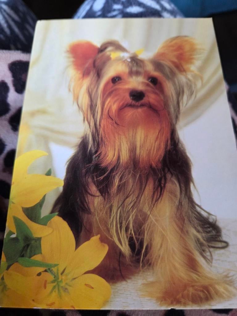 Leuke kaart met Yorkshire Terrier en gele bloemen, Ophalen of Verzenden, 1980 tot heden, Ongelopen, Hond of Kat