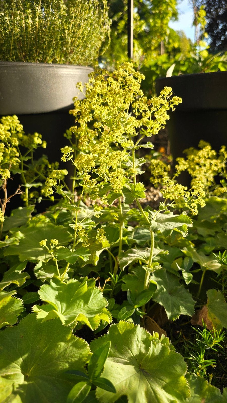 Diverse Winterharde Vaste Tuinplanten, Ophalen, Vaste plant, Overige soorten