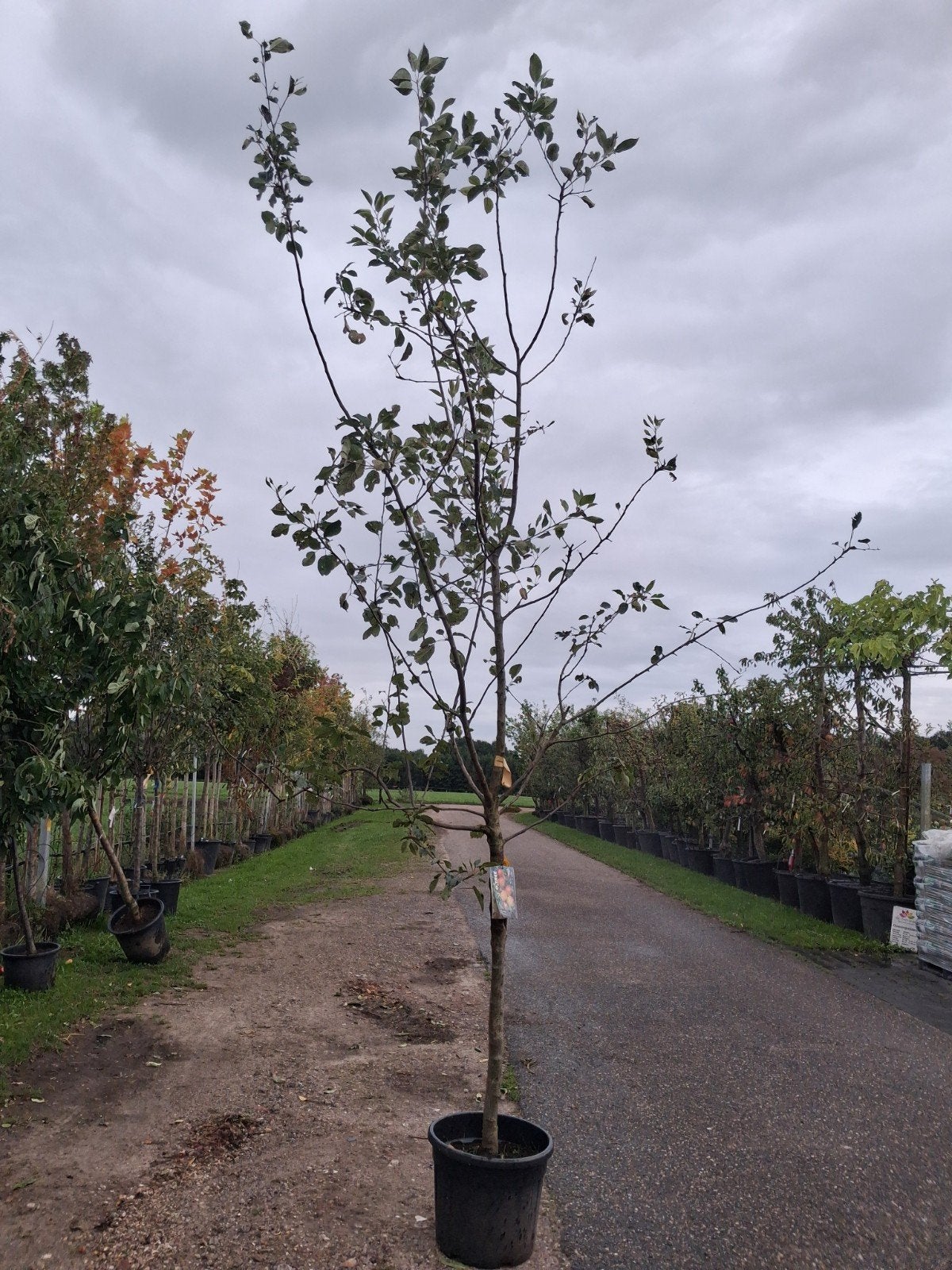 malus Rode Boskoop Fruitboom, goudreinet appel halfstam, Tuin en Terras, Planten | Fruitbomen, Lente, In pot, Ophalen of Verzenden