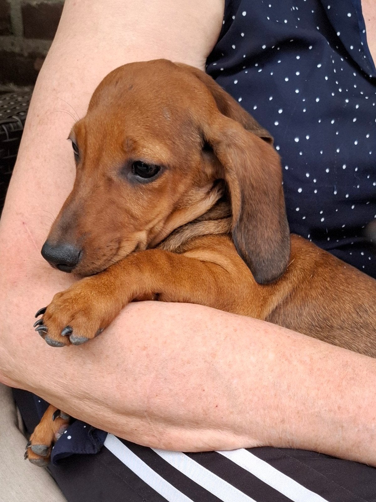 lieve knappe kortharige teckel pup puppy reutje laatste, Reu, 8 tot 15 weken, Korthaar, Dwerg