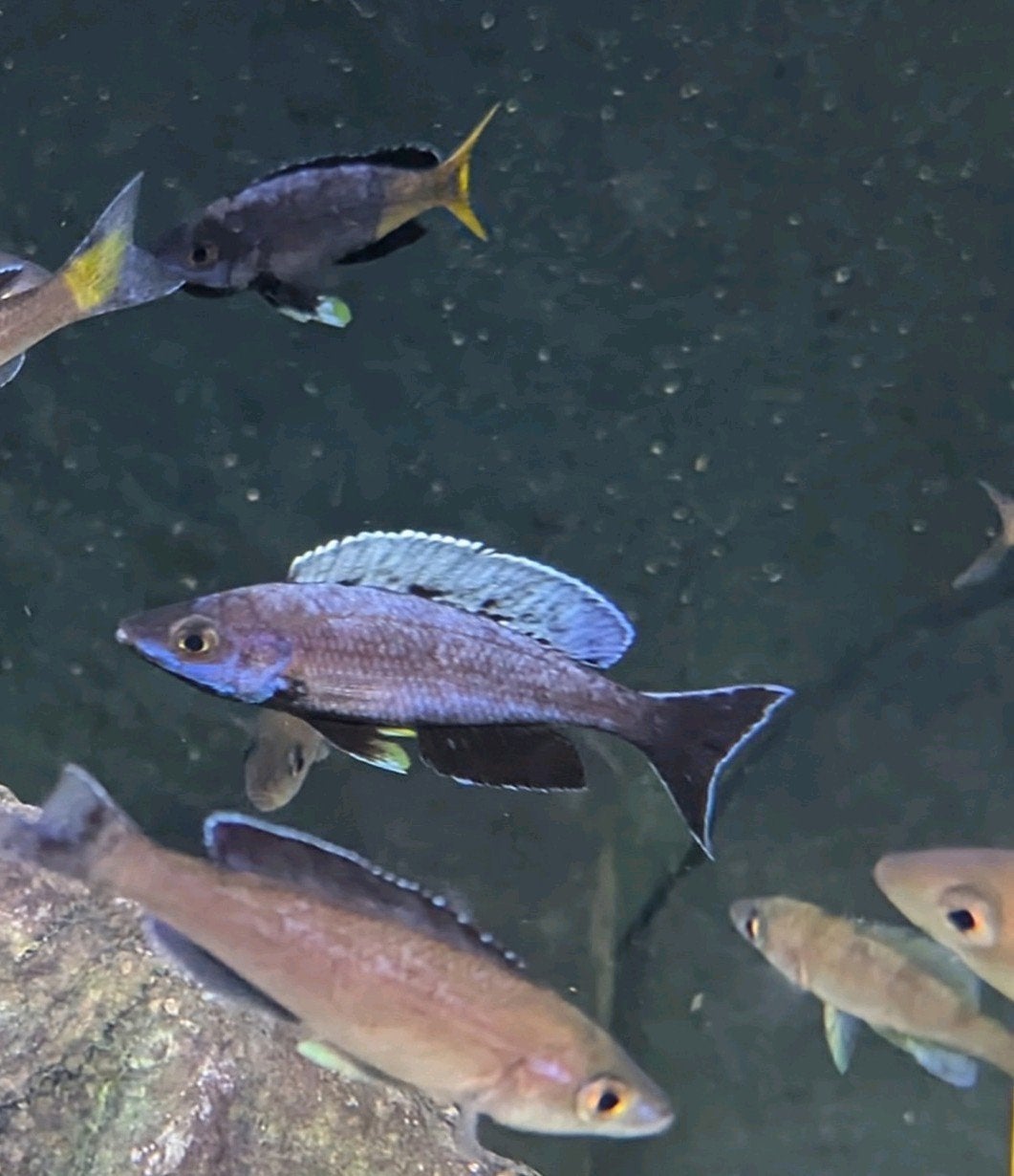 Cyprichromis Leptosoma Kitumba - Tanganyika, Vis