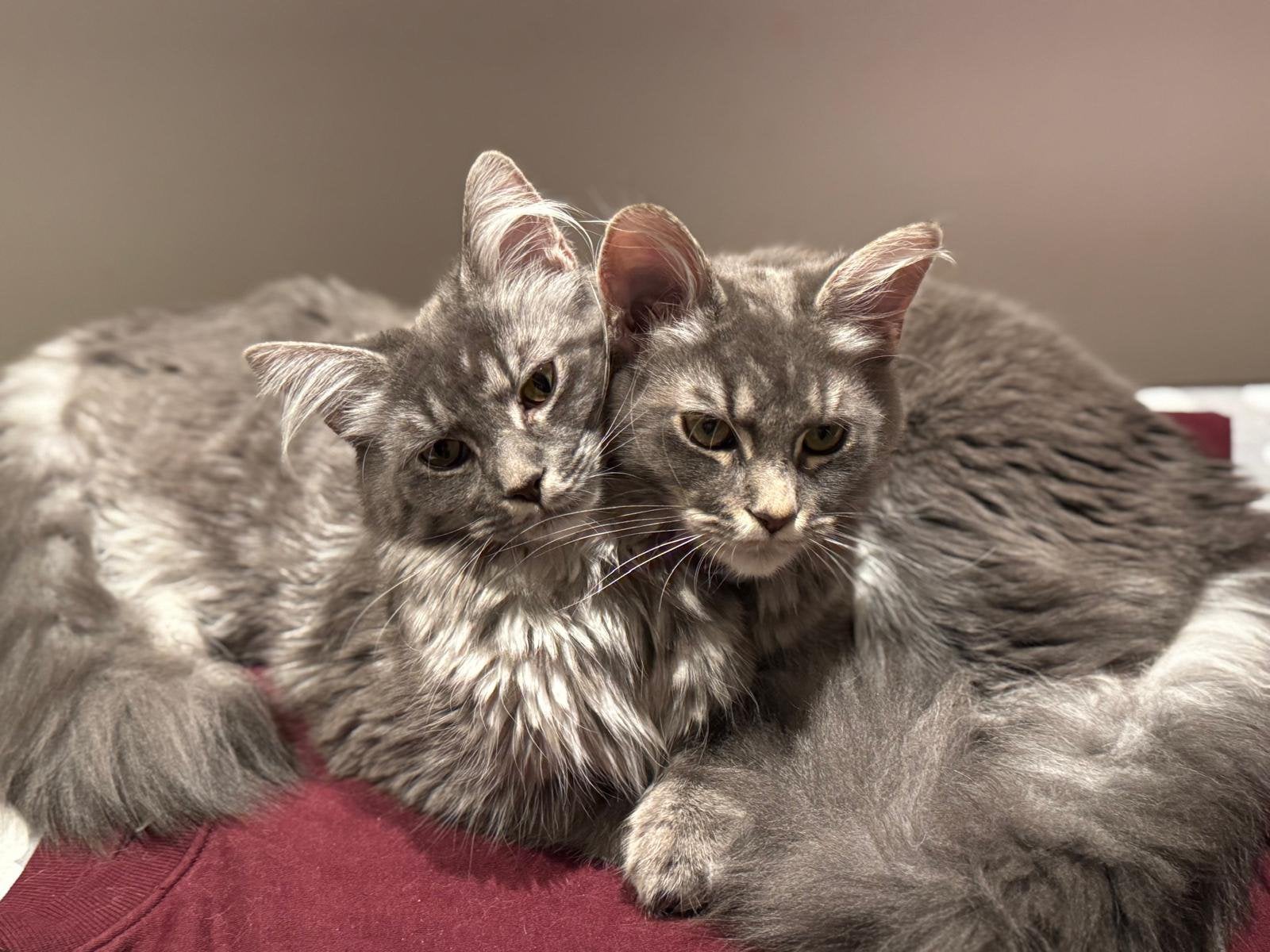 Maine coon poesjes 1 Jaar (2x) incl paspoort en docs, Poes, Gechipt