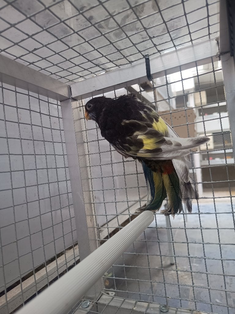 Rosella's, Geslacht onbekend, Parkiet, Geringd