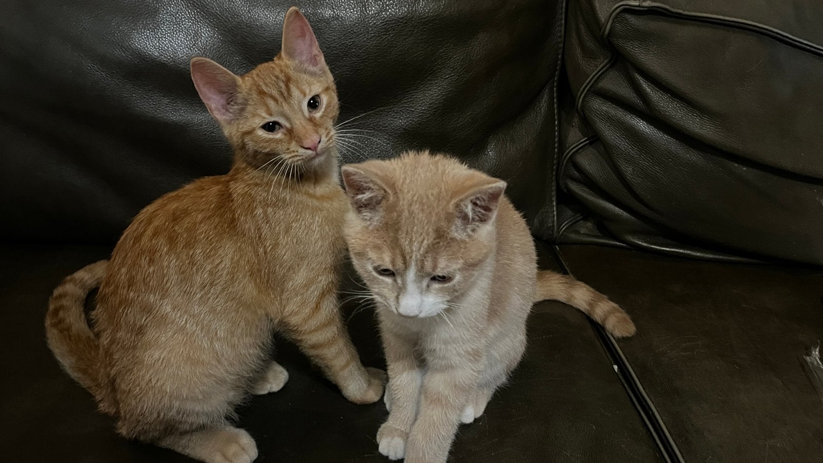 Kittens, Dieren en Toebehoren, Katten en Kittens | Overige Katten, Kater, 0 tot 2 jaar