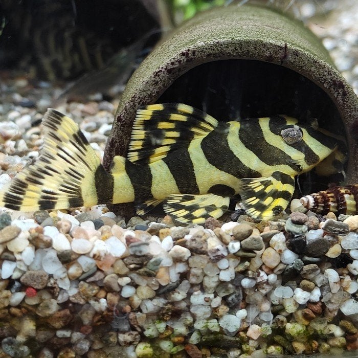 L-134 peckoltia compta, Vis