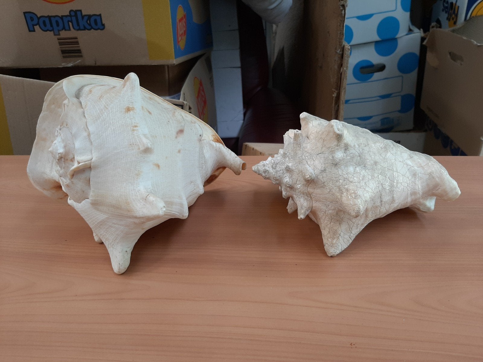 2 Grote Helmslak Schelpen - Decoratief en Uniek, Ophalen of Verzenden, Zo goed als nieuw
