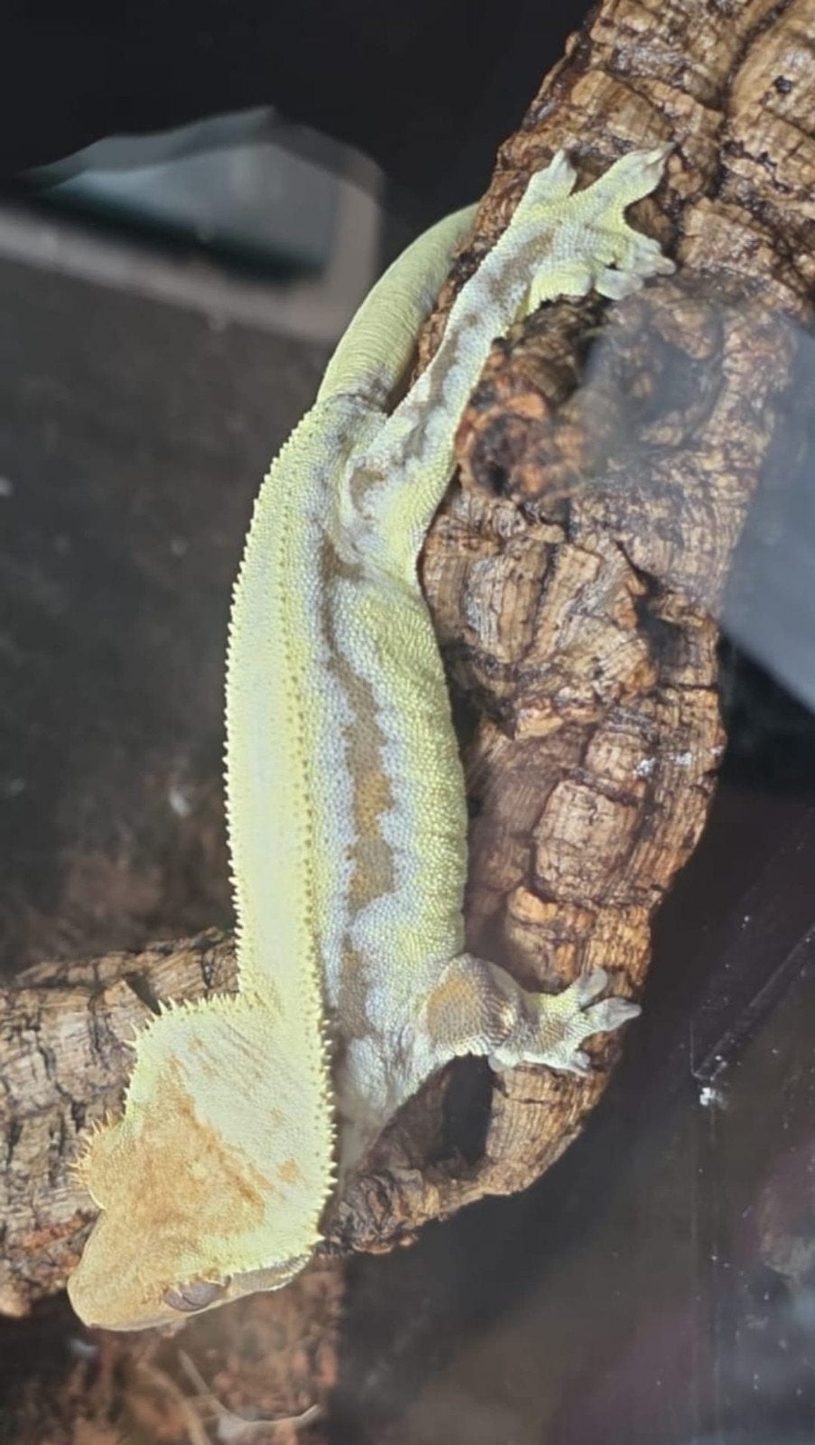 Crested gecko- wimpergekko- correlophus ciliatus Crested Gecko - female for sale from michael