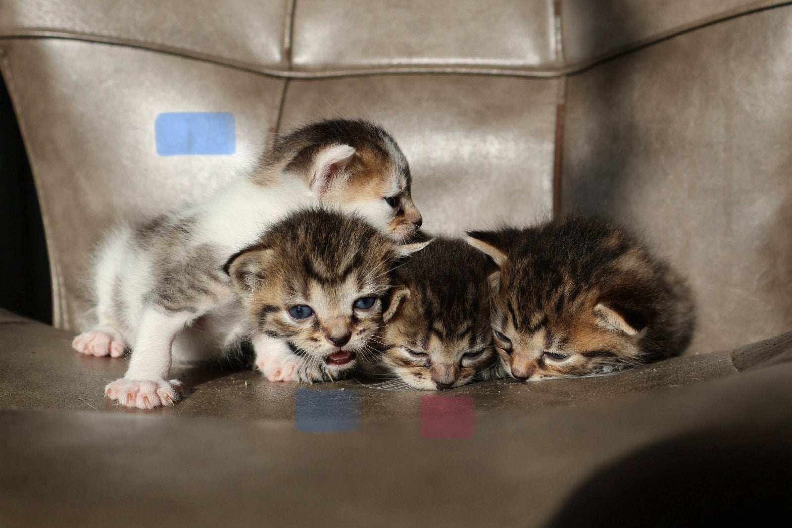 Europese korthaar kittens (Tabby en Bi-color Tabby), Dieren en Toebehoren, Meerdere dieren, Ontwormd