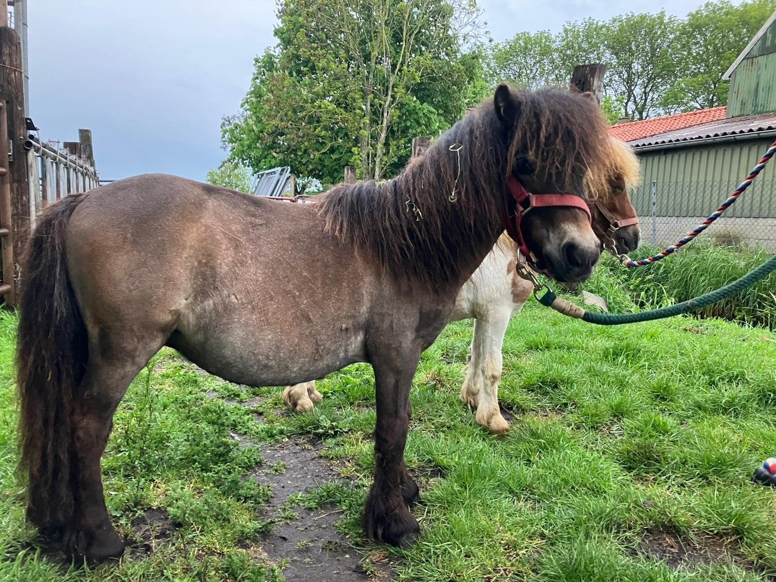 Verschillende lieve Shetlanders te koop, Merrie