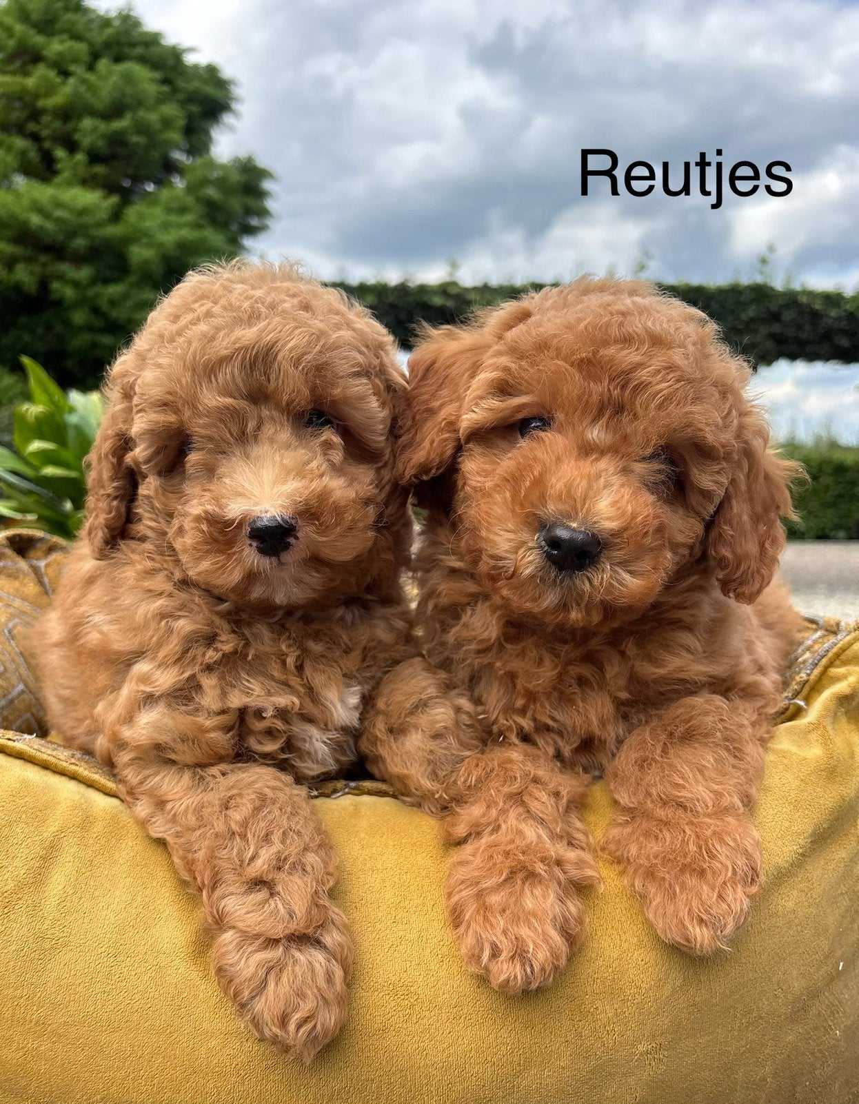 Labradoodle mini pups, Nederland, Overige rassen, 8 tot 15 weken, Meerdere