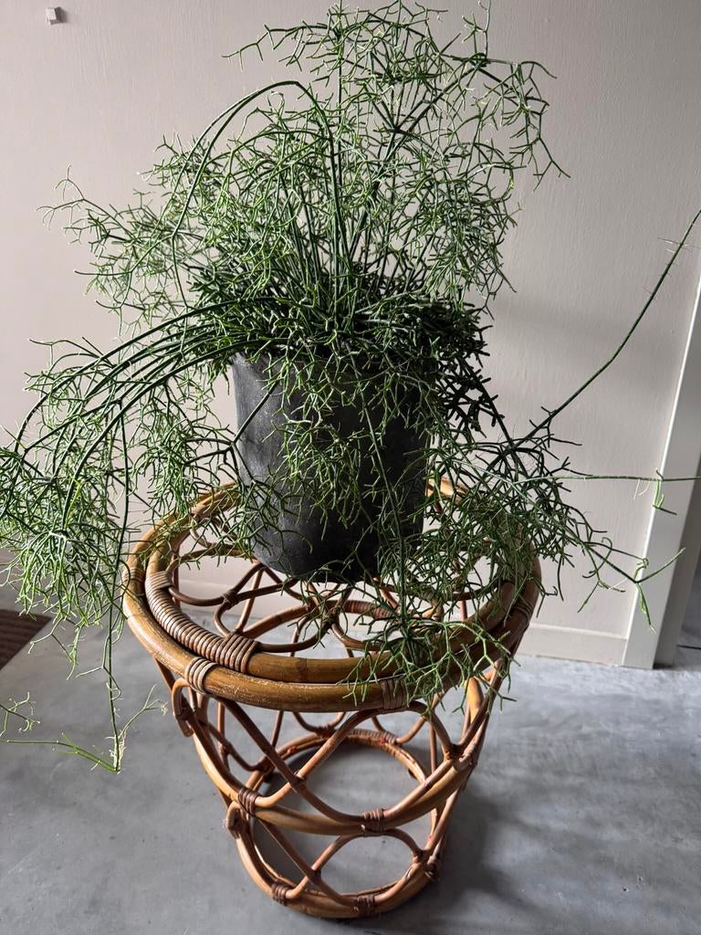 Gróte zeer super gezonde RHIPSALIS plant topkwaliteit, Ophalen