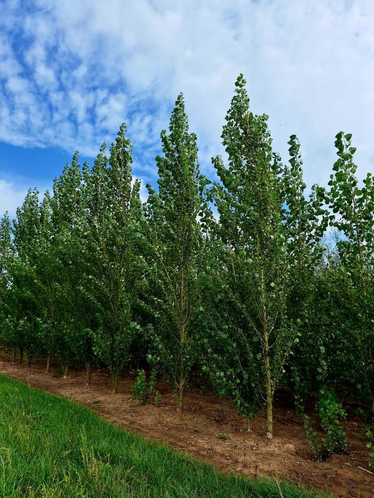 Populus nigra 'Italica' (Italiaanse populier)🌿, Tuin en Terras, Planten | Bomen, Ophalen, Volle zon, Overige soorten