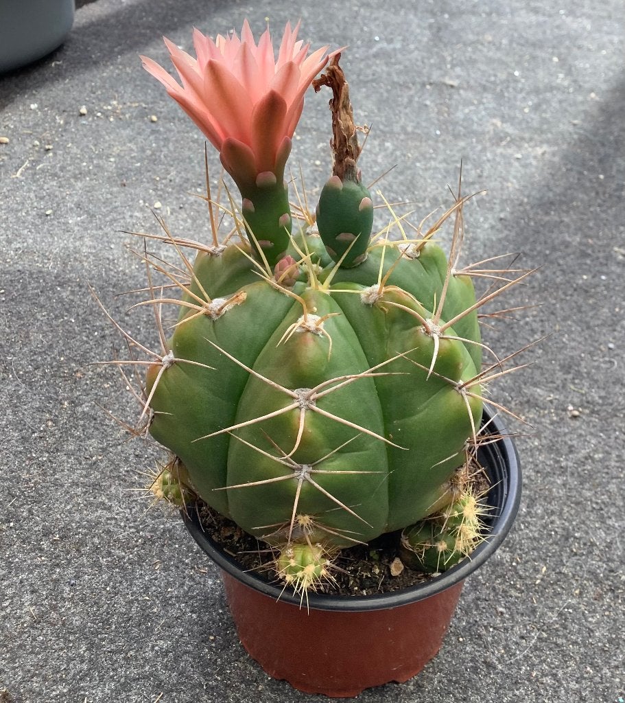Cactus, Gymnocalycium, Ophalen of Verzenden, Cactus, Volle zon, Minder dan 100 cm