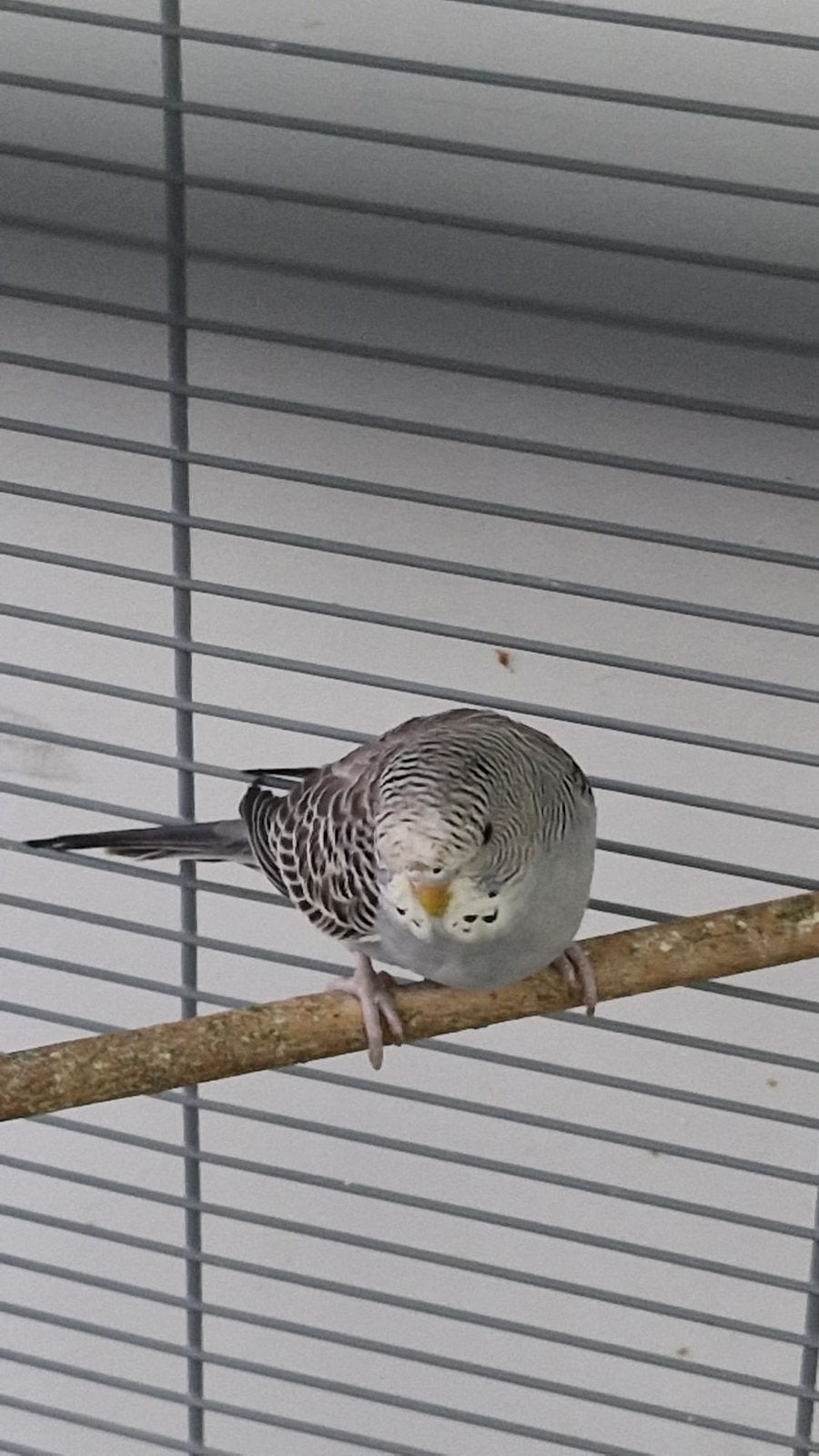 Budgie, Meerdere dieren