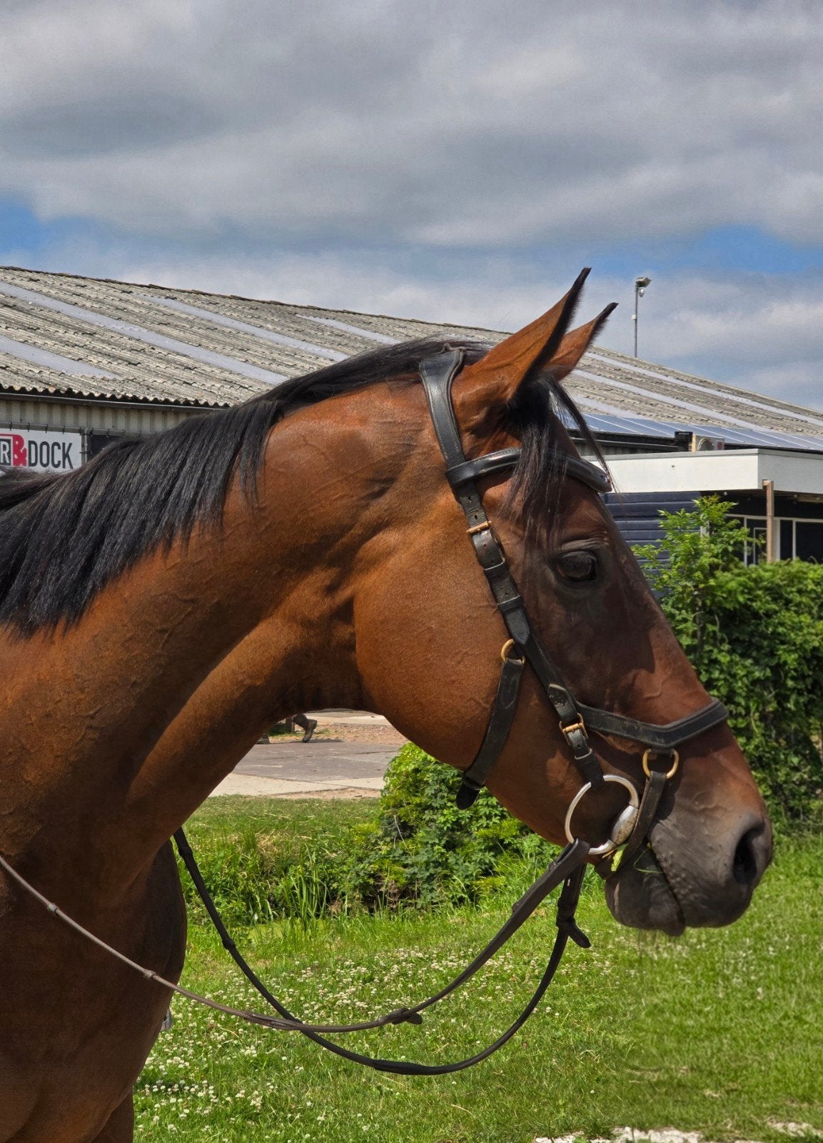 Geweldig lieve 10jarige recreatieruin/ familie paard 167cm, Ruin, Met stamboom, B, Recreatiepaard