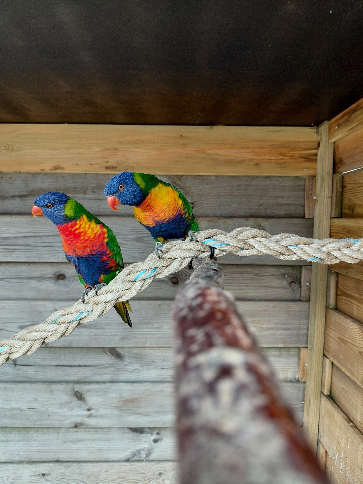 Lories van de blauwe bergen, Dieren en Toebehoren, Vogels | Parkieten en Papegaaien, Meerdere dieren, Papegaai