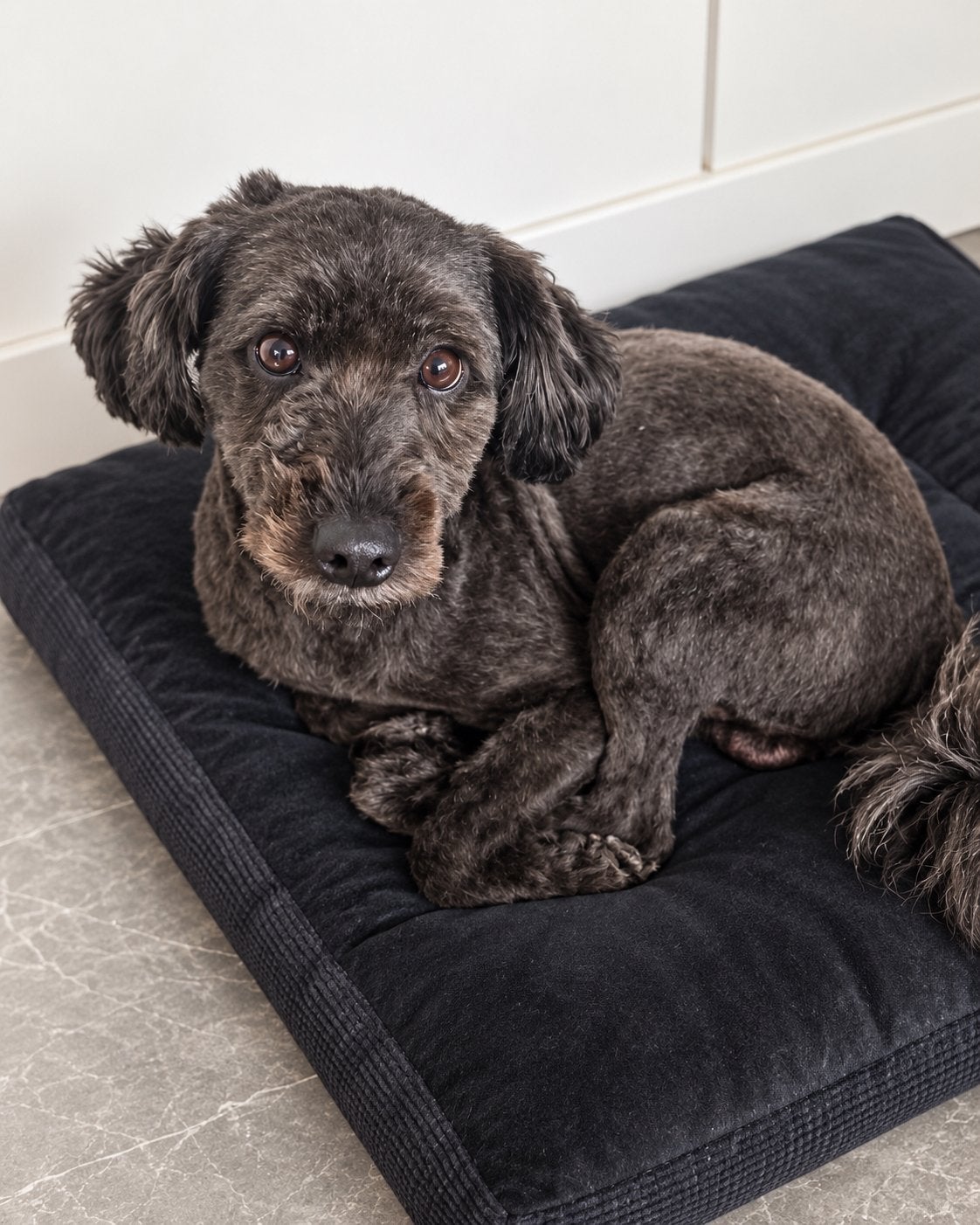 Nieuw huisje voor vader en dochter, Overige rassen, 1 tot 2 jaar, Meerdere, Meerdere dieren