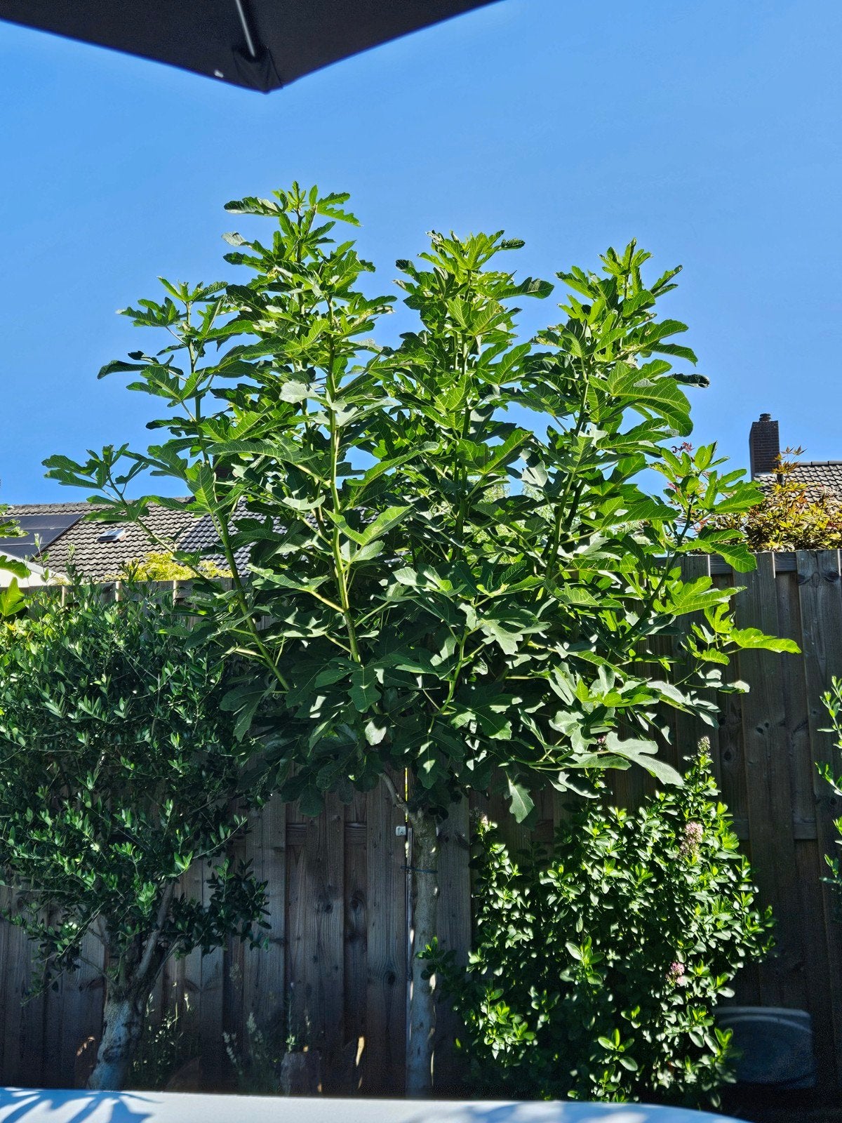 Grote Vijgenboom - Ficus Carica, Overige soorten, 250 tot 400 cm, Zomer, Ophalen