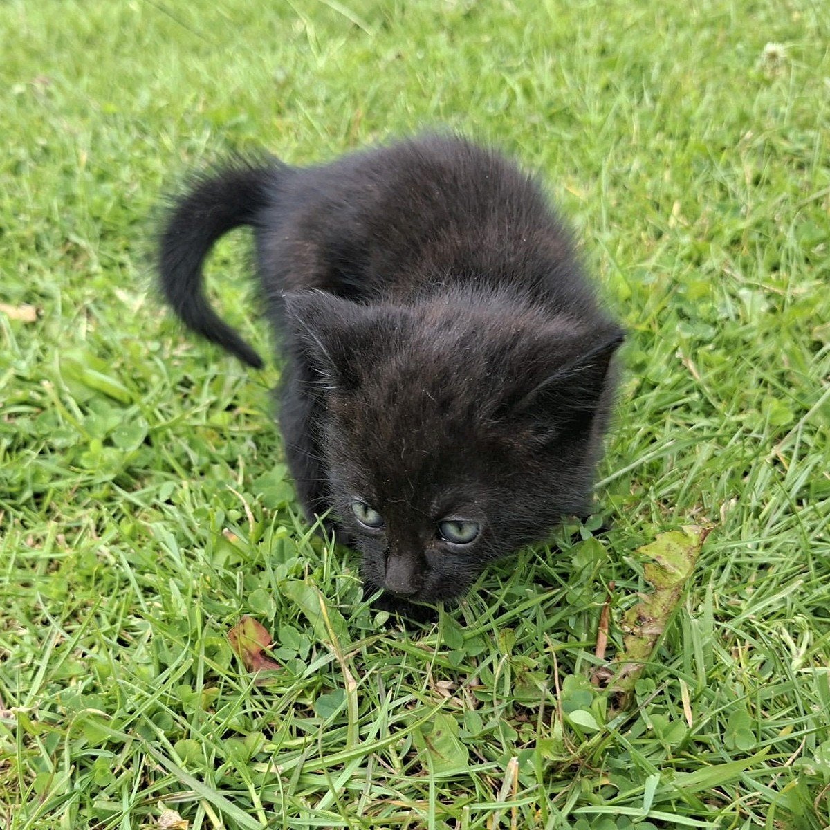 Boerderij kittens, Meerdere dieren