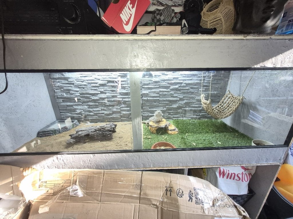 TKA baardagaam met terarium Bearded Dragon - unknown for sale from Maria