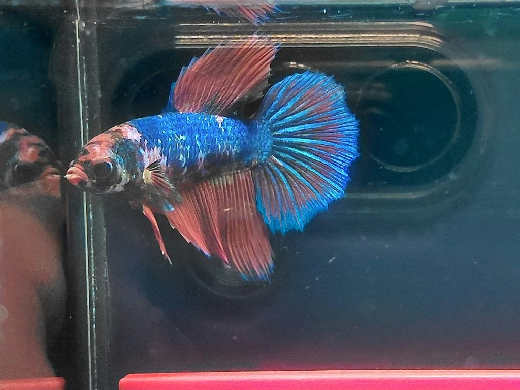 betta man delta, Dieren en Toebehoren, Vissen | Aquariumvissen, Vis
