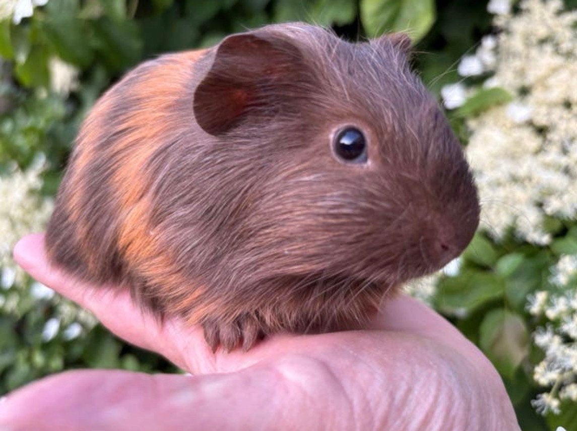 Jonge cavia beertjes beschikbaar (koppeling )zorgboerderij, Dieren en Toebehoren, Knaagdieren, Cavia, Mannelijk, Mei, Tam