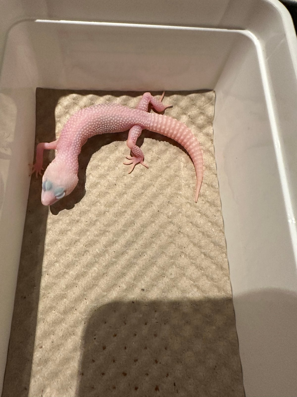 Luipaard gekko 0.1 diablo Leopard Gecko photo 2