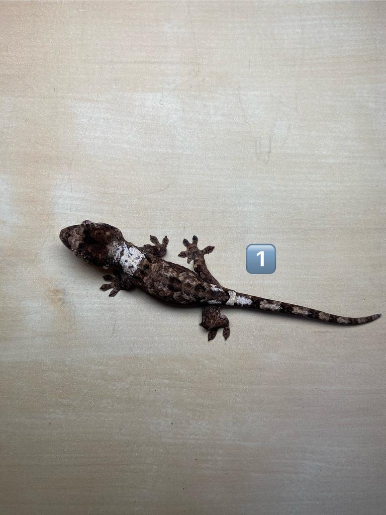 0.0.1 Chahoua Pine Island white collar, Amfibie, 0 tot 2 jaar