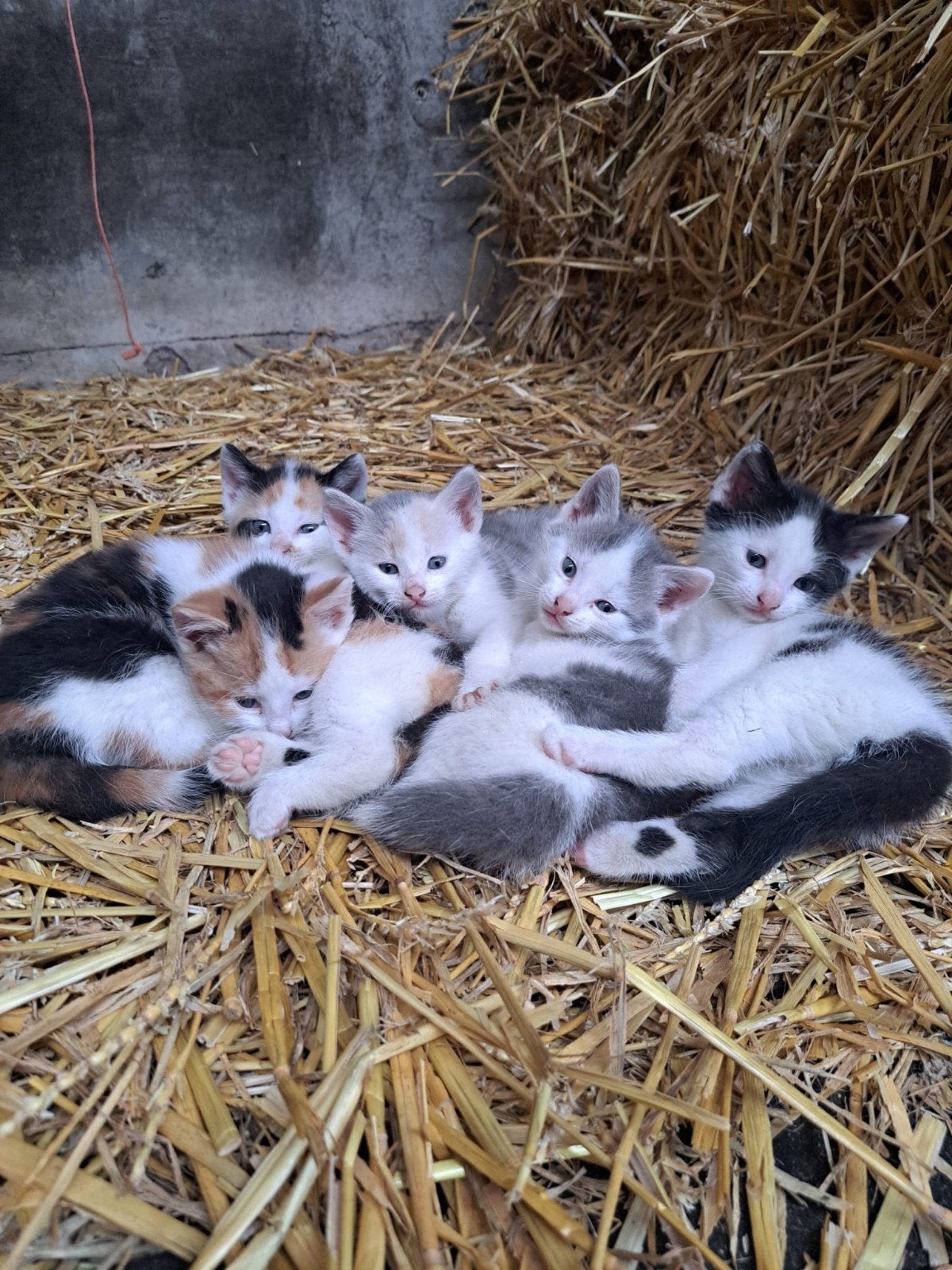 5 Kittens 7-8 weken oud