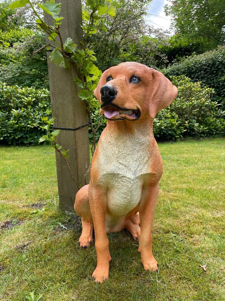 Beeld labrador, Golden Retriever, dieren, tuin, vijver  80cm, Ophalen, Nieuw, Kunststof, Dierenbeeld