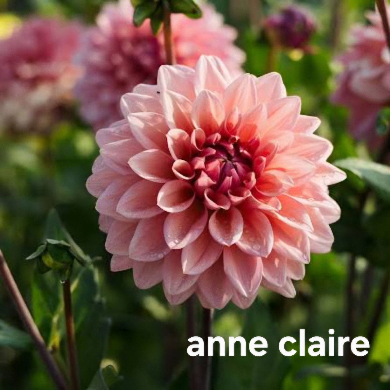 Dahlia Anne claire in pot, Ophalen, Volle zon, Knol