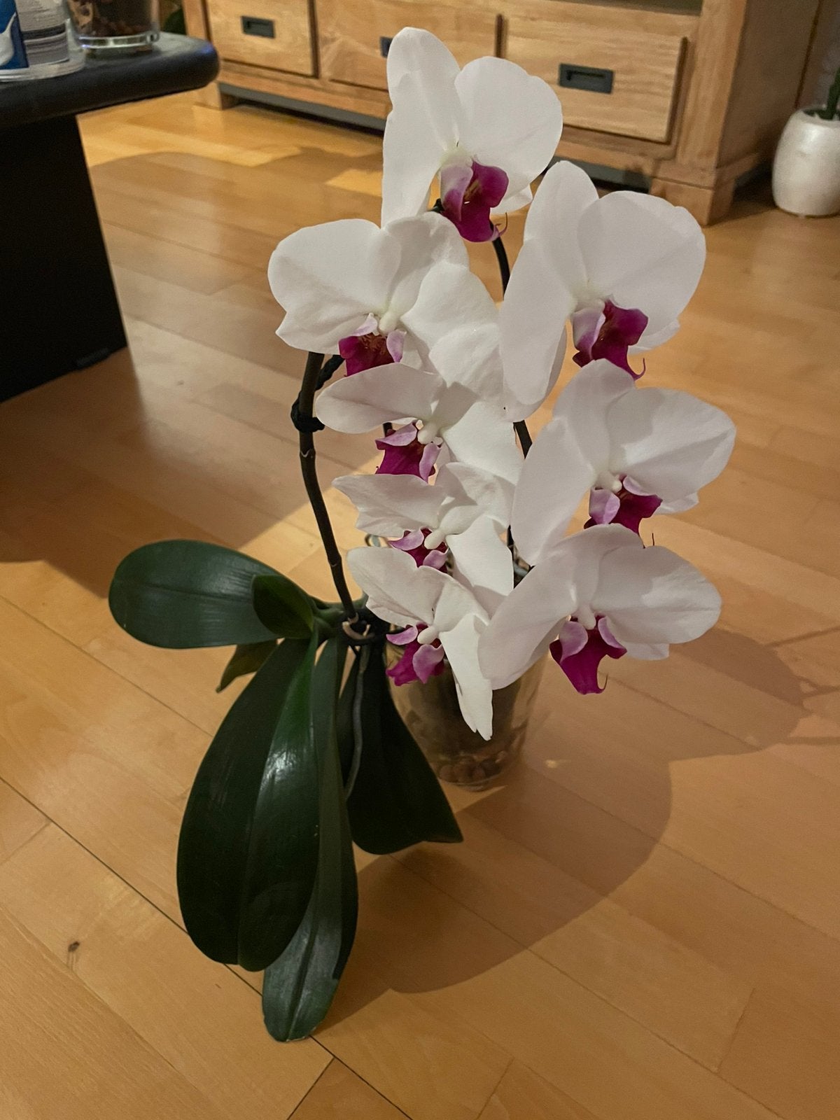 Orchidee - wit met donker paars kelkje, Ophalen of Verzenden, Halfschaduw, Minder dan 100 cm