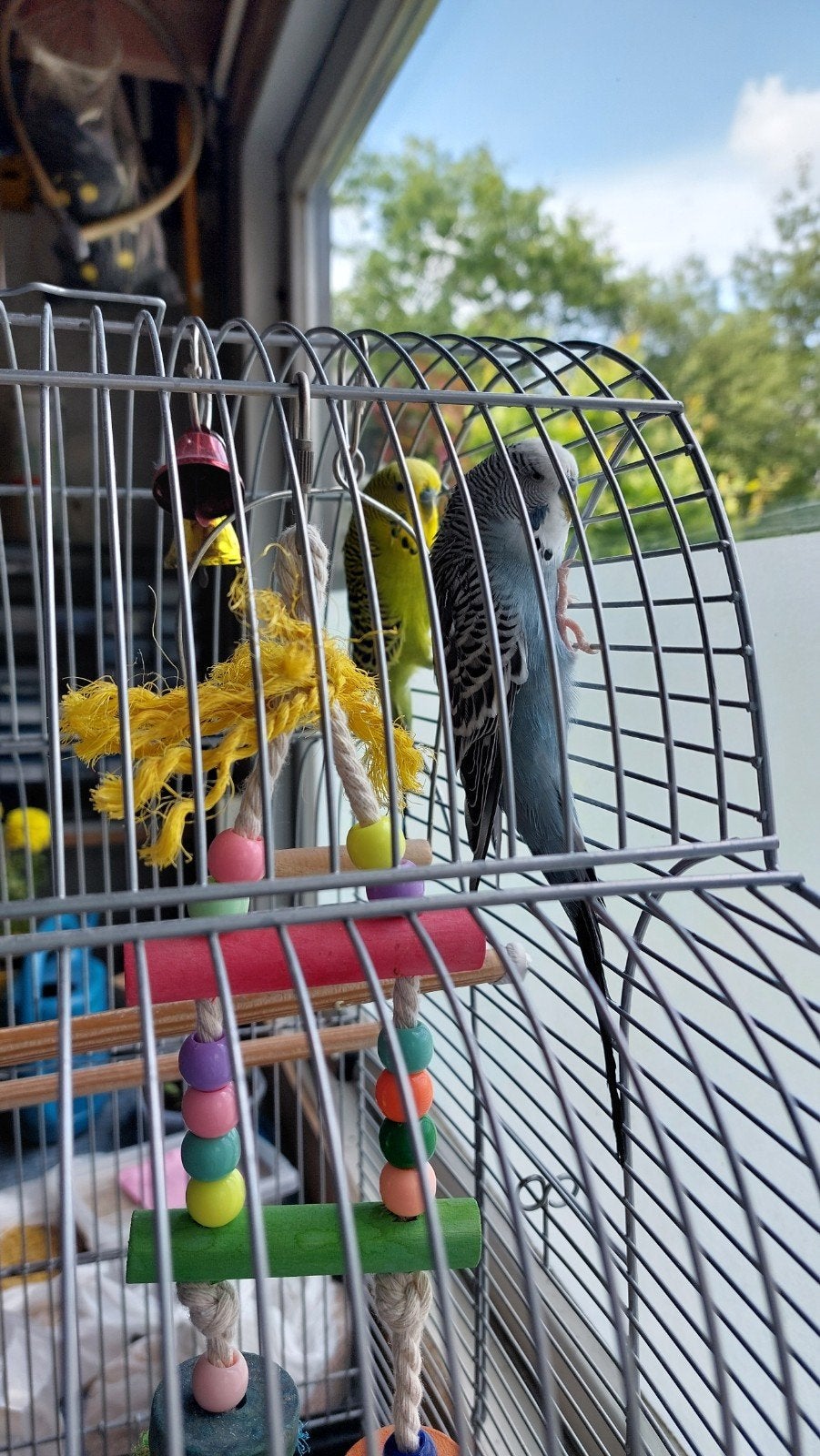 2 mooie grasparkieten €15,00.Kooi €35,00 of samen €45,00, Dieren en Toebehoren, Vogels | Parkieten en Papegaaien, Mannelijk, Parkiet