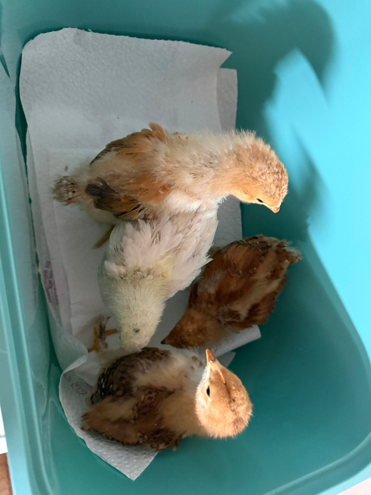 3 weken oude brahma x legkip kuikens, Geslacht onbekend, Kip
