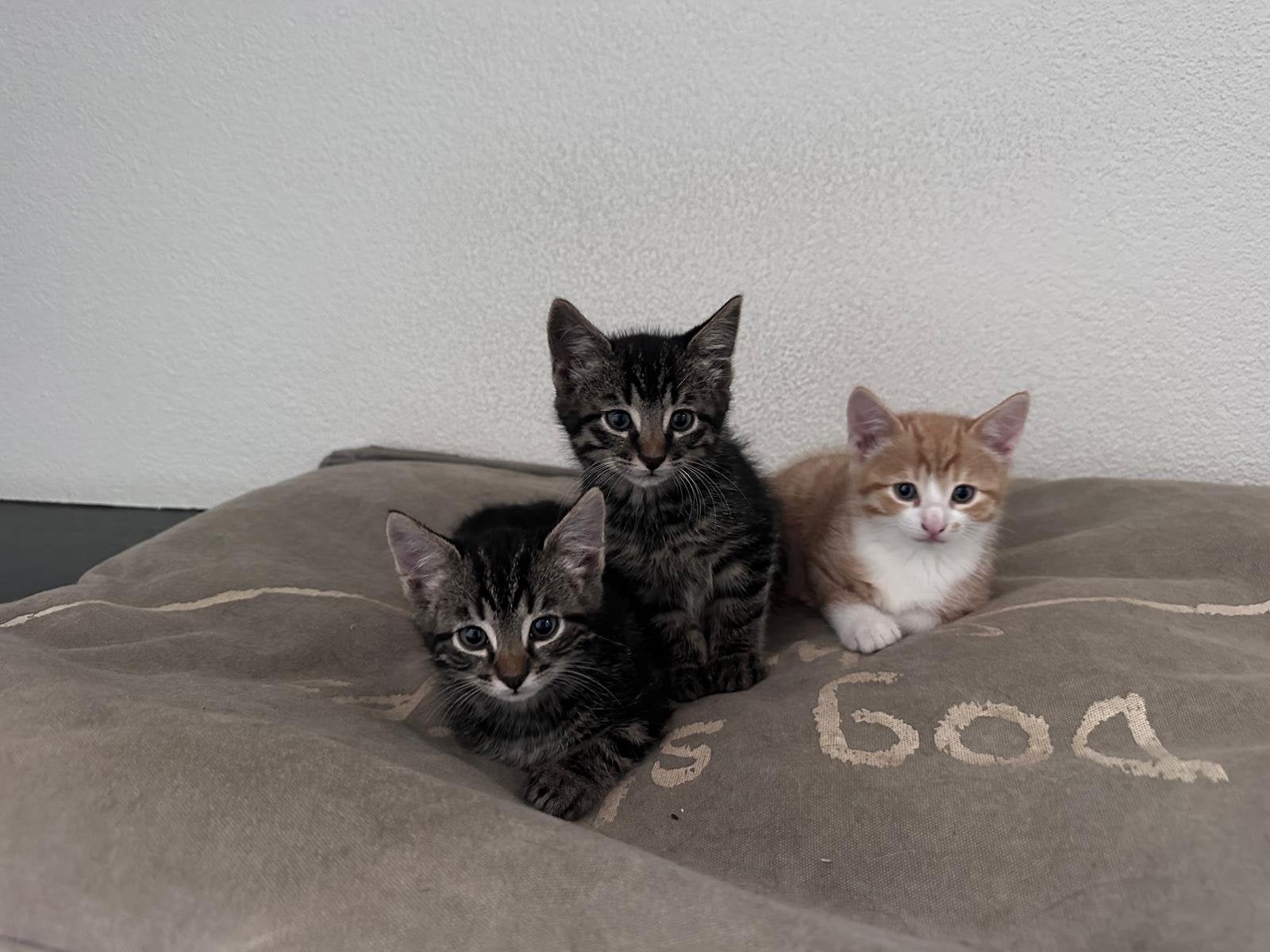 Boerderij kittens, Dieren en Toebehoren