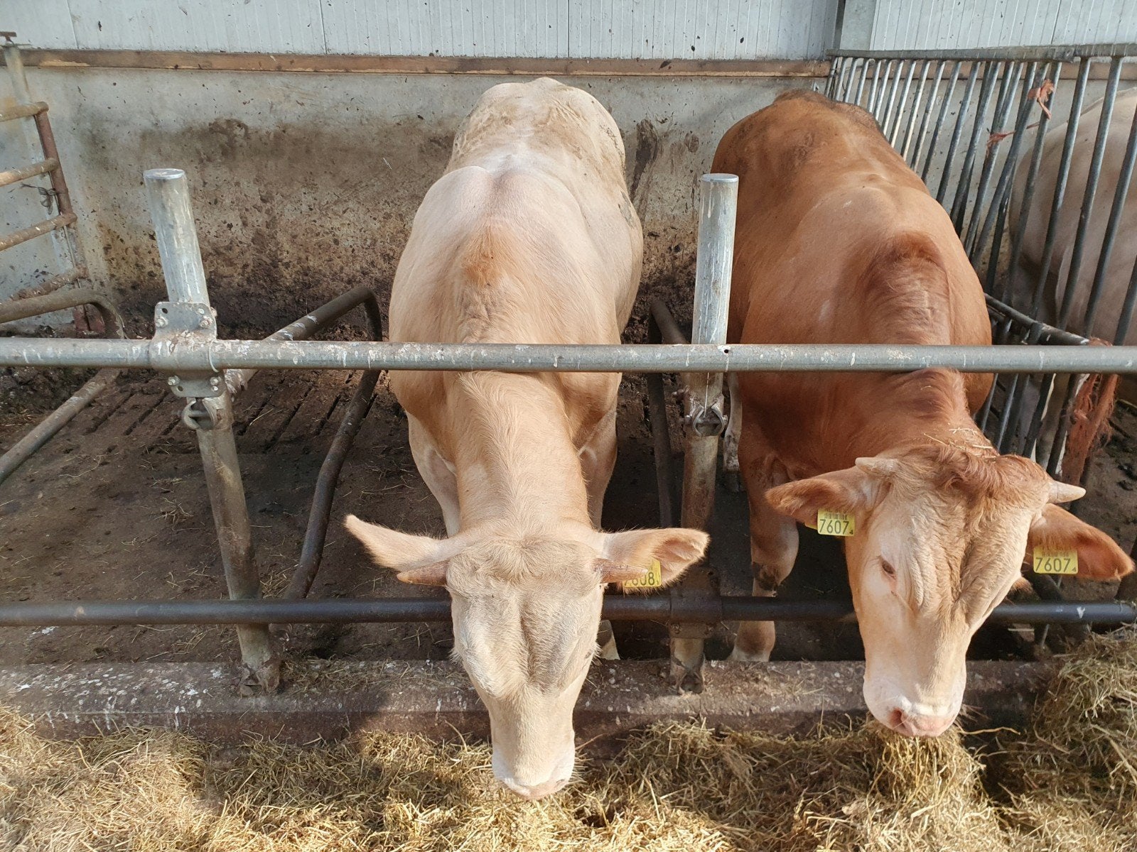 2 luxe blonde stieren, Dieren en Toebehoren, Runderen, Mannelijk