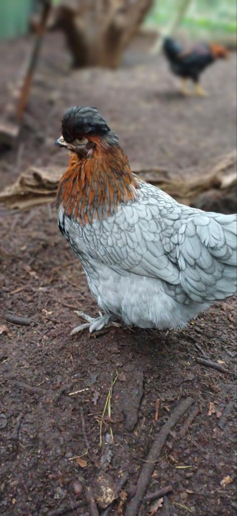 Broedeieren kleurleggers- regenboog- araucana olijf groen, Geslacht onbekend, Kip