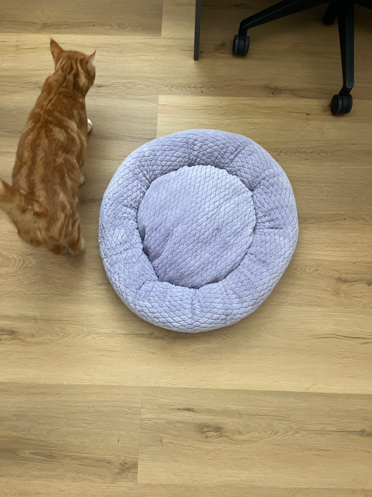 Katten mandje nieuw, Ophalen