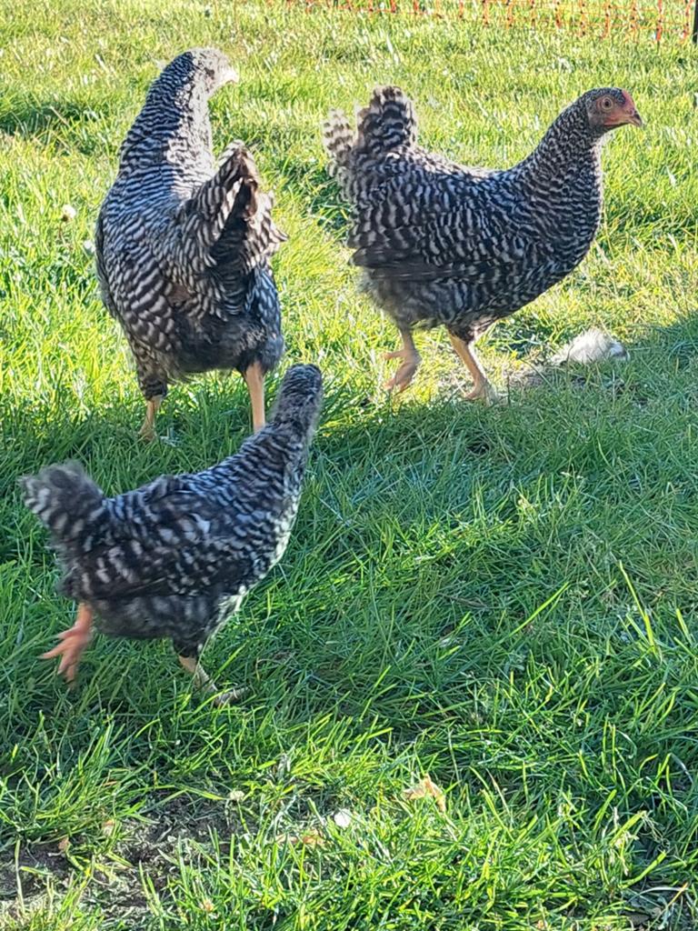 Amrock kuikens, Dieren en Toebehoren, Pluimvee, Kip, Vrouwelijk