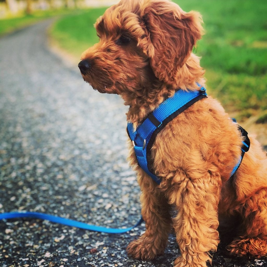 AnnyX tuigje / Y-tuig hond & puppy Hondentuig Anny-X, Dieren en Toebehoren, Ophalen of Verzenden, Nieuw