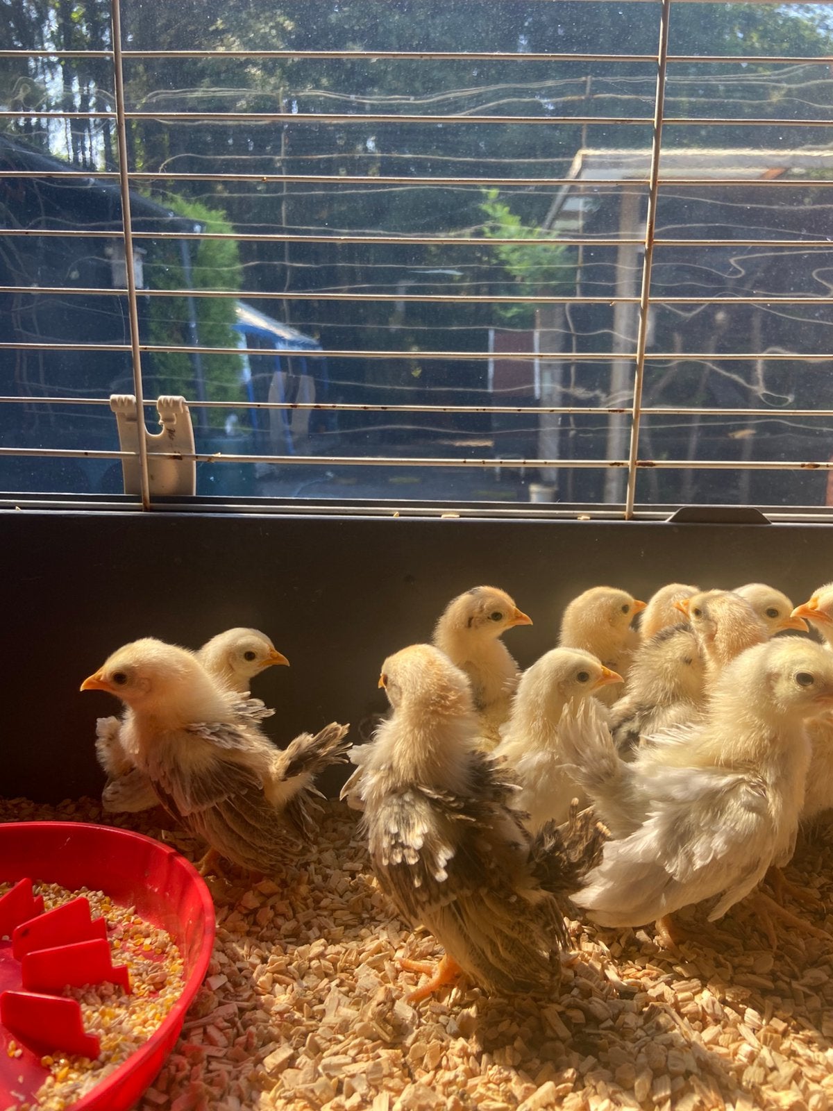 Ayam serama kuikens | haantjes kunnen terug |, Dieren en Toebehoren, Geslacht onbekend, Kip