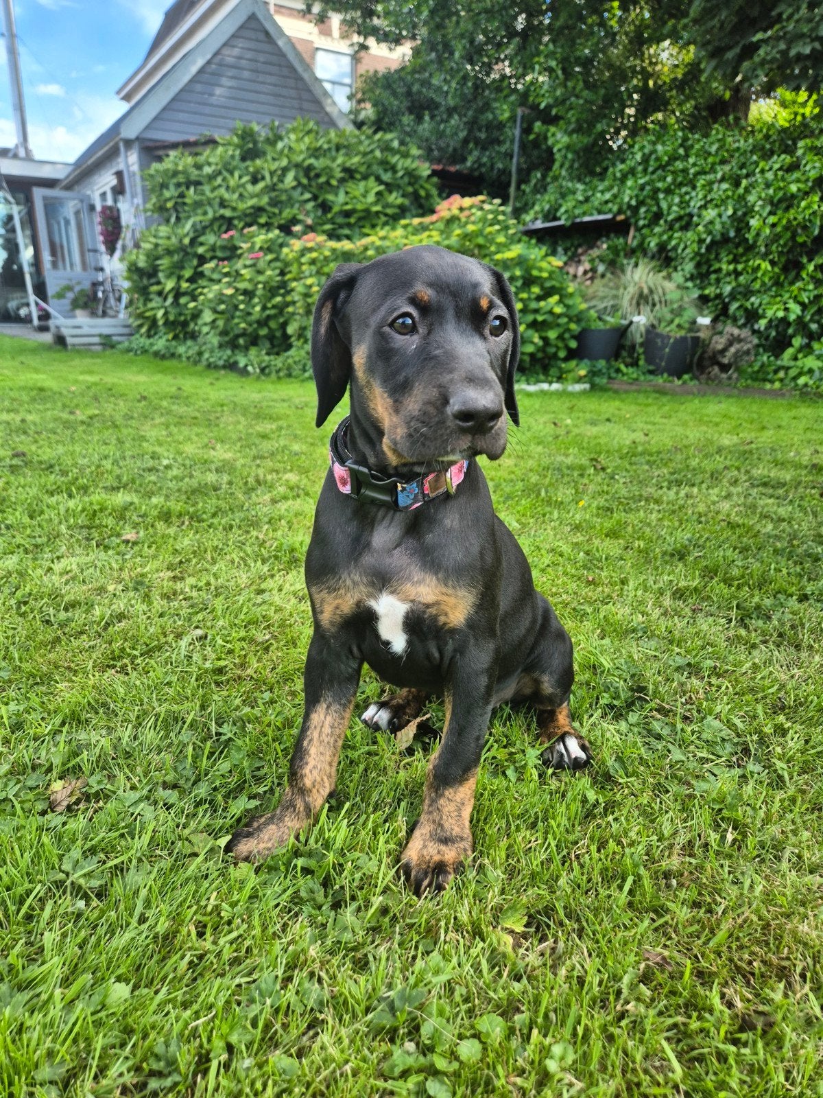 Lieve Catahoula pups (met stamboom), Parvo, Overige rassen, 8 tot 15 weken, Teef